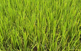 Tình hình sâu bệnh hại lúa xuân và biện pháp phòng trừ tại xã Tây Phương