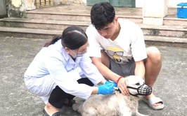 Xã Đoài Phương tăng cường tiêm phòng bệnh Dại, siết chặt quản lý đàn chó, mèo