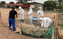 Tiến Thắng đẩy nhanh tiêm phòng vắc xin cho đàn gia súc, gia cầm