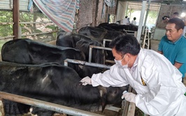 Xã Thuận An tập trung quyết liệt tiêm vắc xin phòng chống dịch bệnh cho đàn gia súc, gia cầm và tiêm phòng dại chó, mèo