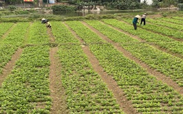 Quy định về điều kiện bảo đảm an toàn thực phẩm  trong sản xuất rau, cây ăn quả