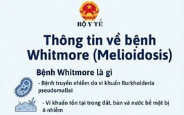 Whitmore – Hiểu đúng về “vi khuẩn ăn thịt người” để chủ động phòng bệnh