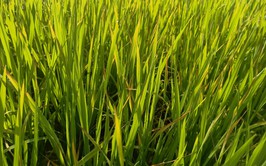 Tăng cường phòng trừ sâu bệnh hại lúa từ nay đến cuối vụ