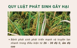 BIỆN PHÁP PHÒNG TRỪ BỆNH ĐỐM SỌC VI KHUẨN VÀ BỆNH BẠC LÁ VỤ XUÂN 2026