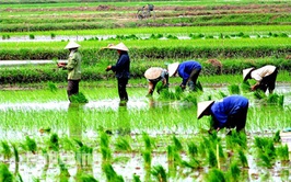 Hoài Đức tăng tốc sản xuất vụ mùa 2026 – Quyết tâm phủ kín diện tích trong khung thời vụ vàng