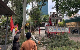 Xuân Mai triển khai kế hoạch cắt tỉa cây xanh đảm bảo cảnh quan, mỹ quan đô thị, phòng chống thiên tai trên địa bàn