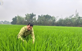 Đoài Phương chủ động phòng trừ bệnh đạo ôn hại lúa Xuân

