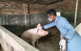 TRUNG TÂM DỊCH VỤ TỔNG HỢP XÃ  TỔ CHỨC TIÊM PHÒNG VẮC XIN CHO ĐÀN GIA SÚC, GIA CẦM