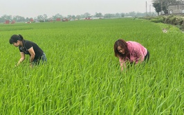 HƯỚNG DẪN CHĂM SÓC VÀ PHÒNG TRỪ SÂU BỆNH LÚA GIAI ĐOẠN ĐỨNG CÁI