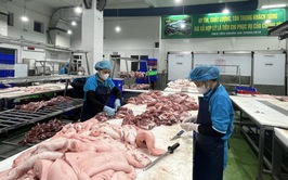 Dịch tả lợn Châu Phi không lây sang người