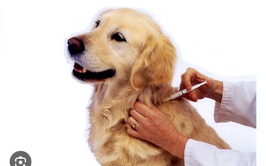 TUYÊN TRUYỀN TIÊM PHÒNG BỆNH DẠI CHO ĐÀN CHÓ, MÈO TẠI XÃ DÂN HÒA NĂM 2026.