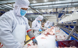 Dịch tả lợn Châu Phi không lây sang người