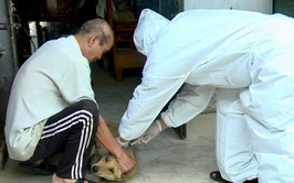 Tây Phương triển khai tiêm vắc xin phòng bệnh dại cho đàn chó, mèo trên địa bàn xã