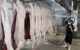 UBND xã Hoà Phú Thông báo về việc chấm dứt hoạt động các cơ sở giết mổ nhỏ lẻ không đủ điều kiện và các điều kiện kinh doanh, sơ chế, chế biến động vật, sản phẩm động vật theo quy định của pháp luật trên địa bàn xã