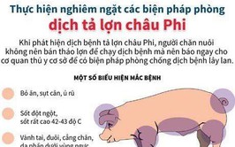 Dịch tả lợn Châu Phi không lây sang người