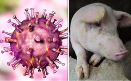 Dịch tả lợn châu Phi: Lời giải đáp khoa học về nguy cơ lây nhiễm sang người