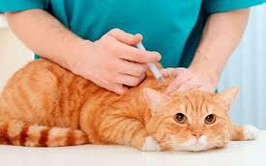 Phường Thanh Liệt: Thông báo thời gian, địa điểm về việc tiêm phòng vacxin phòng bệnh dại cho đàn chó, mèo