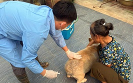 Chương Mỹ tiêm phòng vắc xin cho đàn gia súc, gia cầm đợt 1 năm 2026