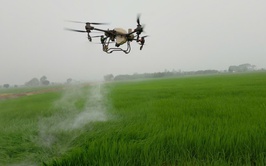 THÔN NAM CHÍNH ỨNG DỤNG THIẾT BỊ BAY KHÔNG NGƯỜI LÁI PHÒNG TRỪ BỆNH ĐẠO ÔN LÚA XUÂN.