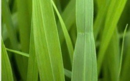 HƯỚNG DẪN BÓN PHÂN ĐÓN ĐÒNG LÚA VỤ XUÂN NĂM 2026