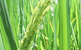 KỸ THUẬT CHĂM SÓC LÚA XUÂN 2026: 