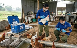 Xã Ô Diên triển khai tiêm phòng cúm gia cầm đợt 1 năm 2026