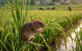 Tuyên truyền phòng chống chuột hại lúa
