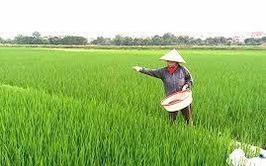 HƯỚNG DẪN CHĂM SÓC LÚA GIAI ĐOẠN ĐỨNG CÁI VÀ PHÒNG TRỪ DỊCH HẠI LÚA THÁNG 4