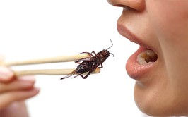 Phòng chống ngộ độc do sử dụng thức ăn chế biến từ côn trùng, ấu trùng