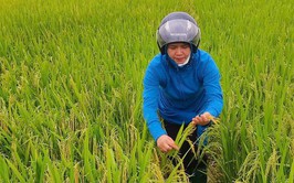 CHỦ ĐỘNG THU HOẠCH VÀ BẢO VỆ LÚA VỤ XUÂN NĂM 2026 TRƯỚC DIỄN BIẾN THỜI TIẾT BẤT LỢI