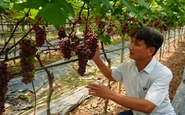 Vị ngọt trên đất bãi Liên Minh – Hành trình chinh phục cây Nho hạ đen