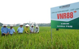 Hội nghị đầu bờ đánh giá giống lúa thuần chất lượng cao Dự Hương 8, VNR86 và VNR88