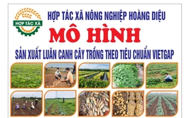 Hợp tác xã Nông nghiệp Hoàng Diệu: Nỗ lực đổi mới, nâng cao hiệu quả sản xuất nông nghiệp