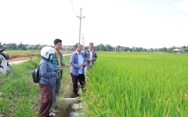 Hợp tác xã nông nghiệp Đông Sơn (xã Phú Nghĩa) tổ chức thăm đồng đánh giá năng suất lúa vụ Xuân 2026