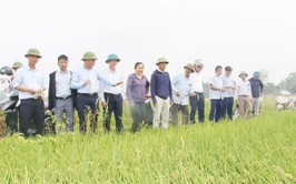 Trần Phú: tổ chức thăm đồng, đánh giá năng suất lúa xuân