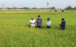 Hợp tác xã nông nghiệp Xuân Mai (xã Xuân Mai) tổ chức thăm đồng đánh giá năng suất lúa vụ Xuân 2026 và triển khai kế hoạch sản xuất vụ Mùa 2026 và Vụ Đông 2026 - 2027