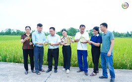 QUỐC OAI ĐÁNH GIÁ NĂNG SUẤT, SẢN LƯỢNG CÂY TRỒNG VỤ XUÂN 2026; TRIỂN KHAI NHIỆM VỤ SẢN XUẤT VỤ MÙA, VỤ ĐÔNG 2026