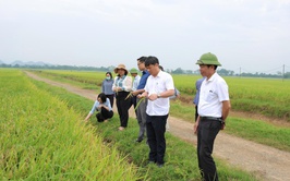 Phú Nghĩa thăm đồng đánh giá năng suất lúa vụ xuân năm 2026