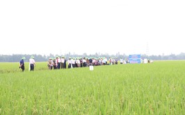 Trung tâm Khuyến nông Hà Nội tổ chức kiểm tra, đánh giá mô hình sản xuất lúa vụ xuân năm 2026