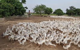 Anh Nhữ Tiến Sỹ - làm giàu từ ruộng bỏ hoang