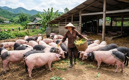 Thông báo về việc kết thúc niêm yết công khai Bảng tổng hợp đề xuất hỗ trợ cơ sở sản xuất bị thiệt hại do dịch động vật trên cạn (bệnh Dịch tả lợn Châu Phi)
trên địa bàn xã Ô Diên