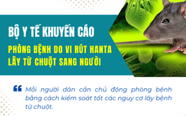Bộ Y tế khuyến cáo phòng bệnh do vi rút Hanta lây từ chuột sang người