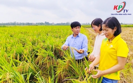 Trung tâm dịch vụ tổng hợp xã Kiều Phú kiểm tra đôn đốc thu hoạch lúa xuân 2026