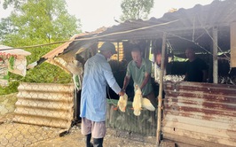Xã Vân Đình tích cực triển khai tiêm phòng vắc xin cúm gia cầm H5N1 đợt 1 năm 2026