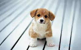 Thông báo: Tìm chủ sở hữu chó thả rông bị tạm giữ tại khu vực đường Hoàng Ngân - Phường Thanh Xuân