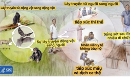 Bệnh do vi rút Ebola, biết đúng thì không sợ
