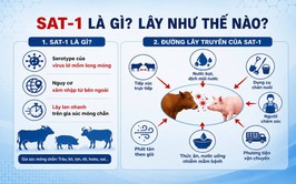 Phường Hồng Hà triển khai đồng bộ các biện pháp ngăn chặn vi rút Lở mồm long móng serotype SAT1 xâm nhập địa bàn