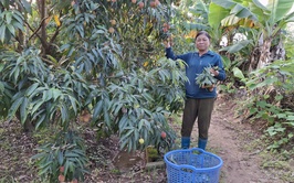 
Hiệu quả kinh tế từ mô hình trồng vải thiều u trứng của bà Nguyễn Thị Ngần