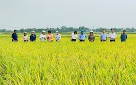Phúc Thọ triển khai sản xuất nông nghiệp vụ Mùa gắn với vụ Đông năm 2026–2027