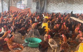 HƯỚNG DẪN BIỆN PHÁP PHÒNG CHỐNG NẮNG, NÓNG
CHO ĐÀN GIA SÚC, GIA CẦM
